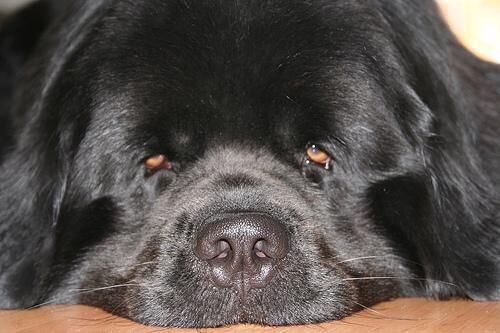 Newfoundland
