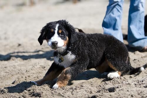 Mountain Bernese
