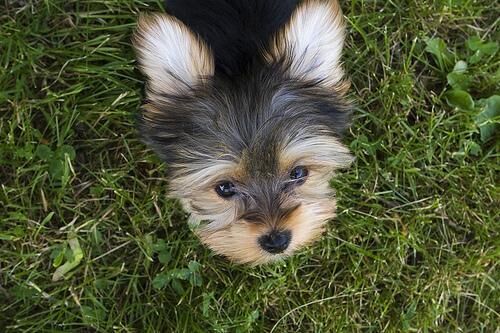 Terrier Silky