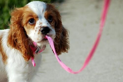 Spaniel Cocker