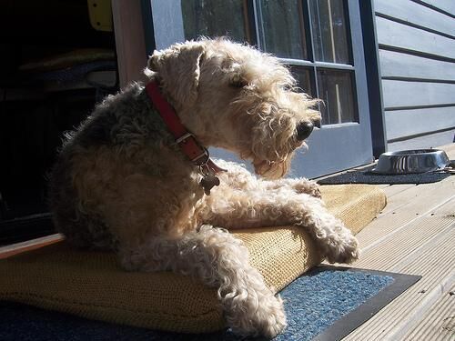 Terrier Lakeland
