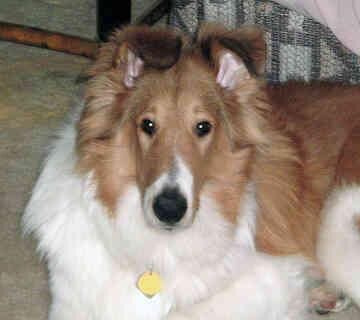 Collie