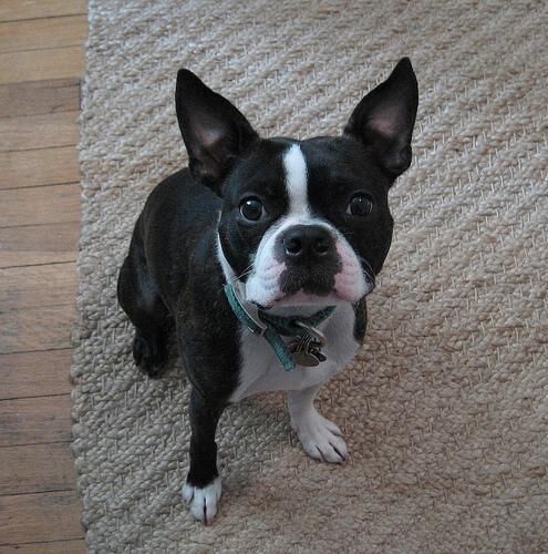 Bulldog Boston