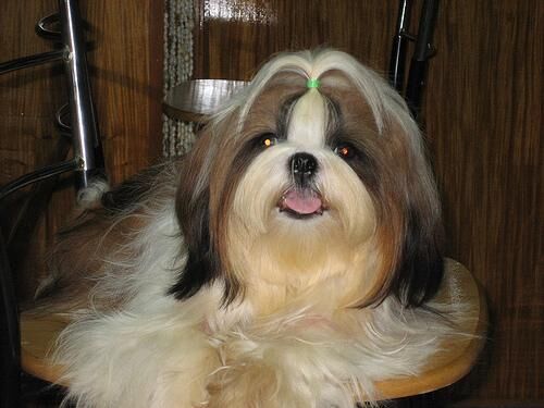 Shihtzu
