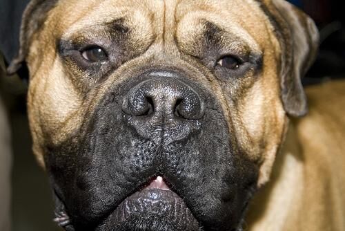 Mastiff Bull