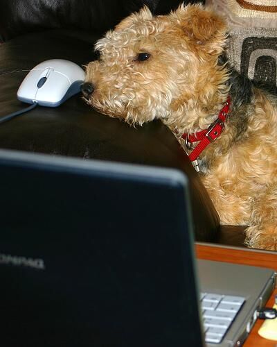 Terrier Lakeland