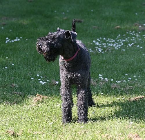 Terrier Kerryblue