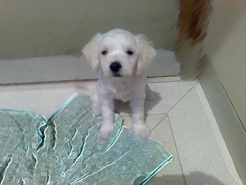 Maltese