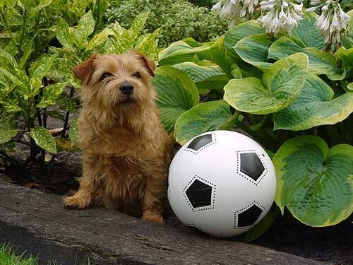 Terrier Norfolk