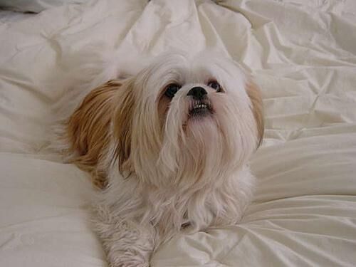 Lhasa