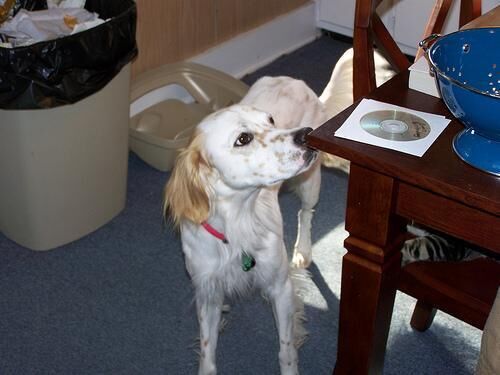 Setter English