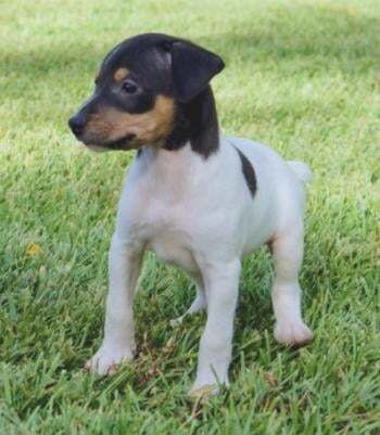 Terrier Andalusian