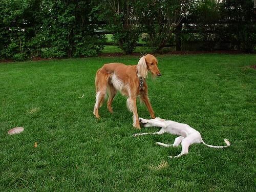 Saluki