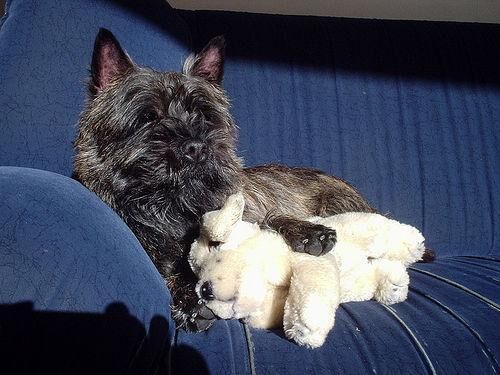 Terrier Cairn