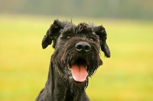 Schnauzer Giant