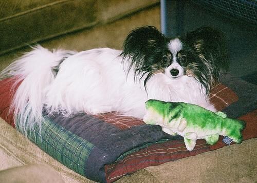 Papillon