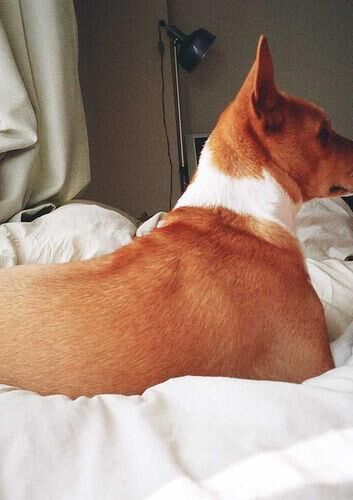 Basenji