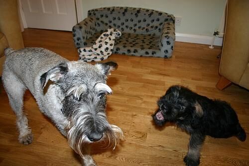 Schnauzer