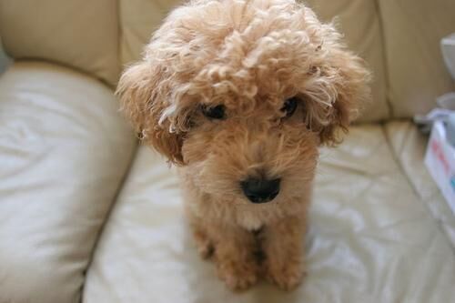 Poodle Toy