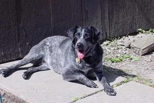Bluetick