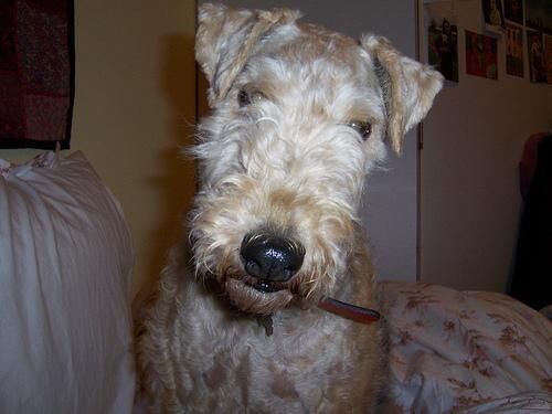 Terrier Lakeland