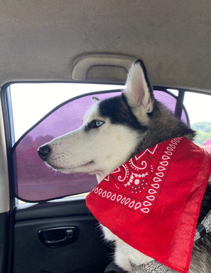 Husky