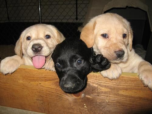 Labrador
