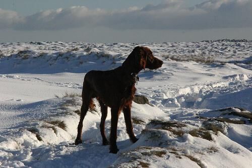 Setter Irish