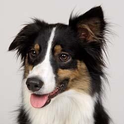 Collie