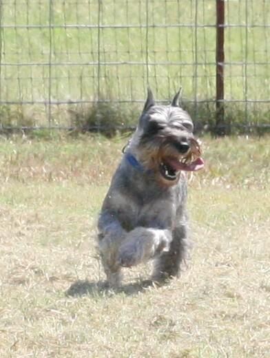 Schnauzer