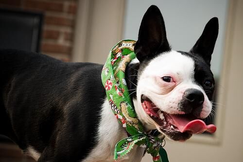 Bulldog Boston