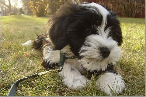 Terrier Tibetan