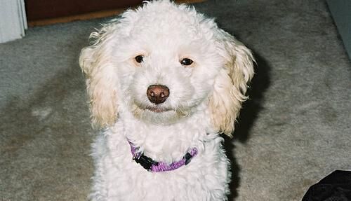 Poodle Toy