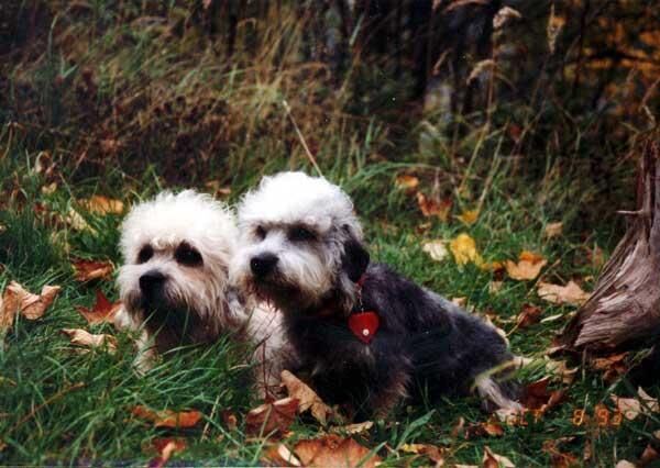 Terrier Dandie