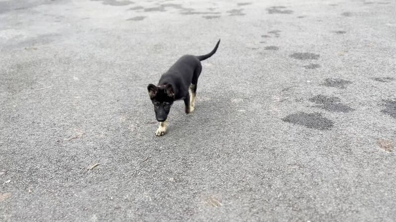 German Shepherd