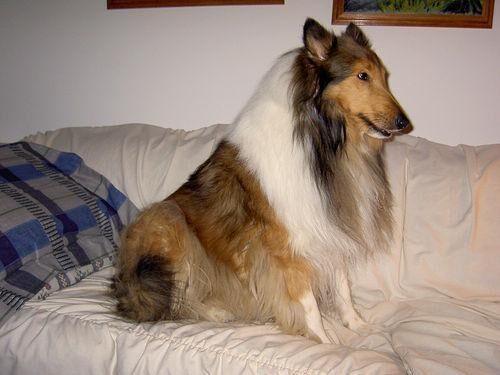 Collie