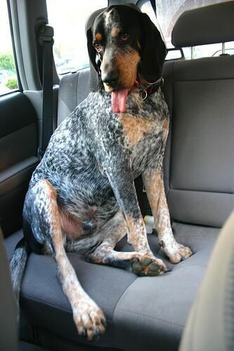Bluetick