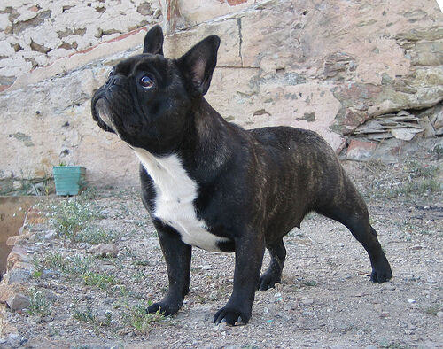 Bulldog French