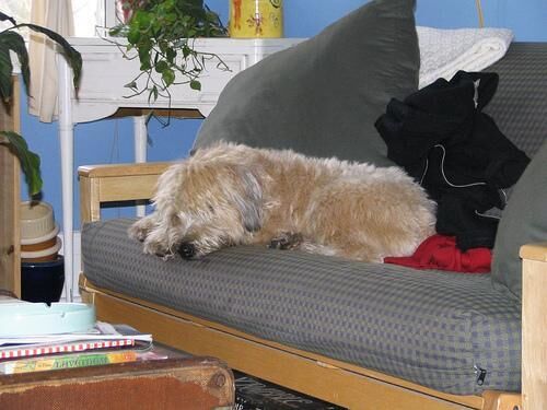 Terrier Wheaten