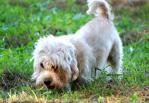 Terrier Dandie
