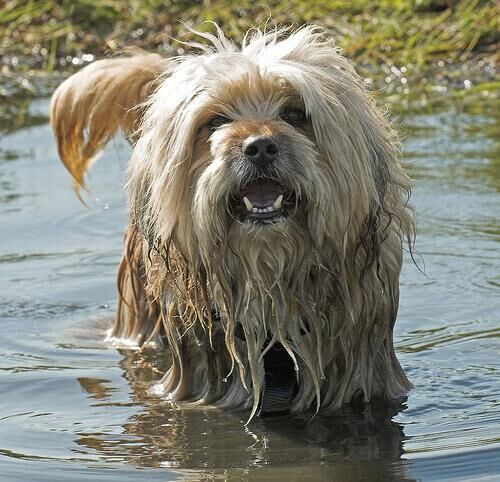 Terrier Tibetan