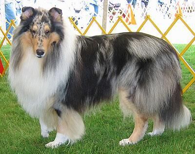 Collie