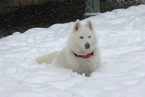 Husky