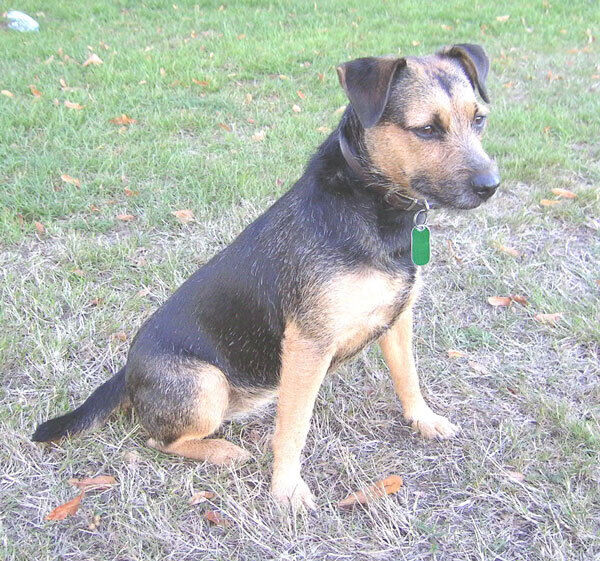 Terrier Patterdale
