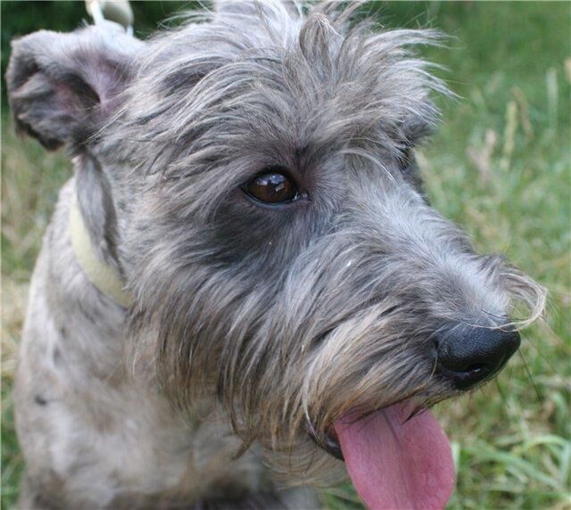 Schnauzer