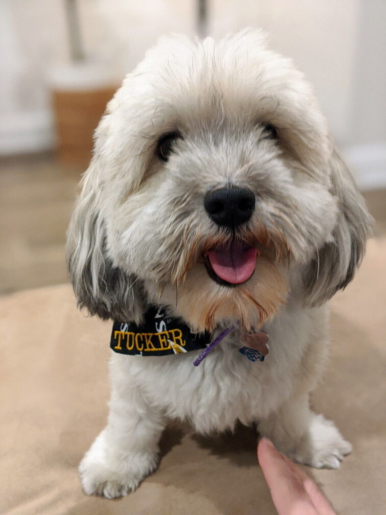 Havanese