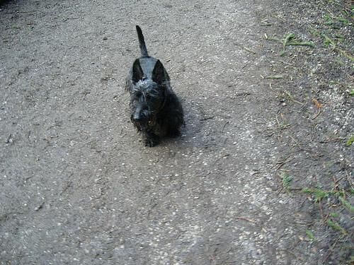 Terrier Scottish