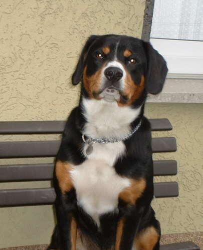 Entlebucher