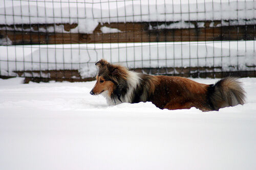 Sheepdog Shetland