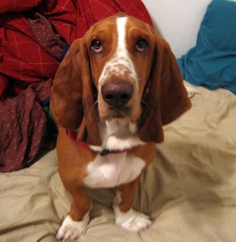 Hound Basset